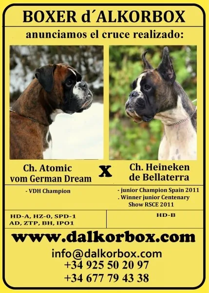 Bóxer d´ALKORBOX — foto 351