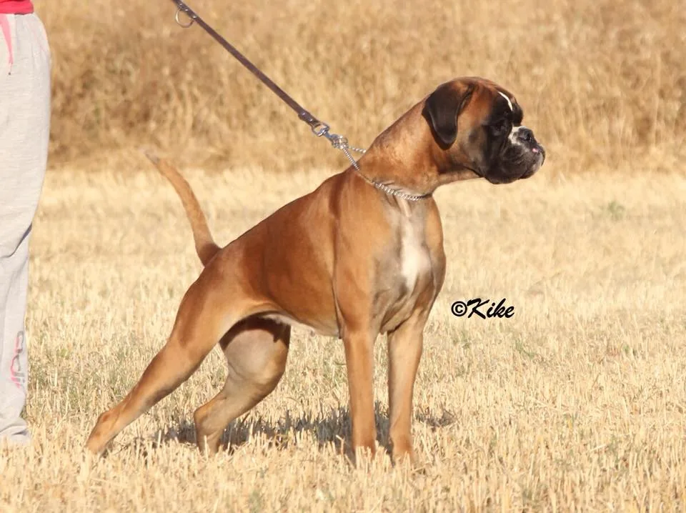 RITA d´ALKORBOX
