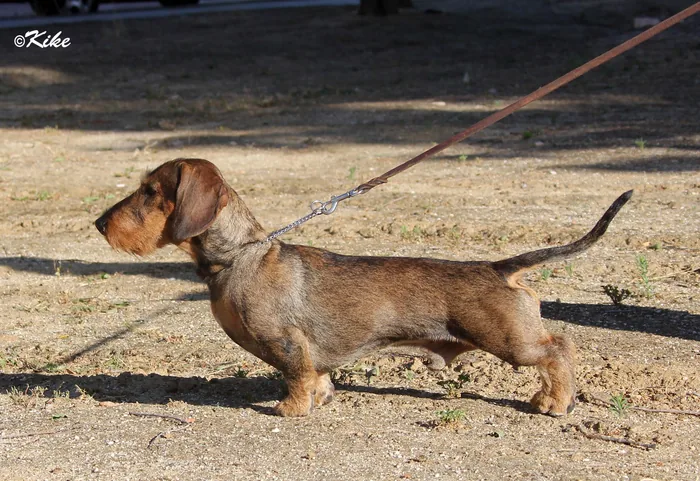 AZABACHE de los ÁNGELES de TERUEL
