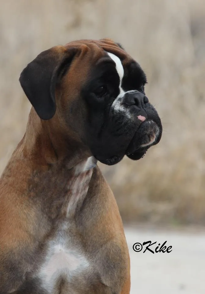 CH. RITA d´ALKORBOX